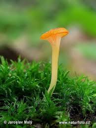 New Photos Nature Images Fungi Photo