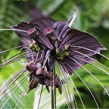 We did not find results for: Black Bat Flower Seeds Tacca Chantrieri Ø§Ù„Ø³Ø¹Ø± 2 85
