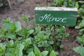 Sie verholzen mit der zeit. Minze Pflanzen Wachstum Anlegen Saen Ernten