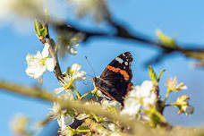 Kinross Wildlife Watch July Meeting