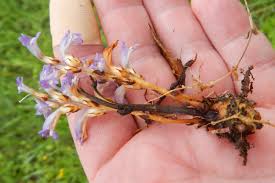 Image result for Orobanche