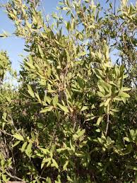 Image result for Duosperma