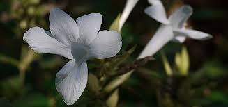 Image result for Barleria whytei