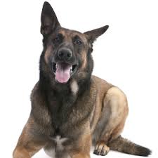 Belgian malinois are energetic, intelligent, hardworking, and loyal dogs. Belgian Malinois Facts Wisdom Panel Dog Breeds