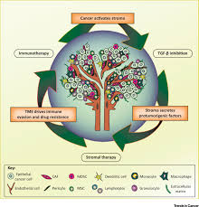 Colon cancer may begin to show symptoms and signs as the cancer grows and expands, for example, blood in the stool, bowel habit changes, abdominal pain, and fatigue. Targeting The Microenvironment In Advanced Colorectal Cancer Trends In Cancer
