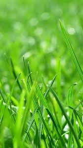 Android Wallpaper Nature Green With Image Resolution Nature Green Wallpaper Hd For Android 1080x1920 Wallpaper Teahub Io