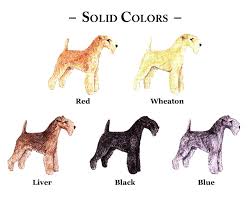 Image result for lakeland teriér