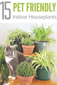 If you like to garden indoors, you may have plants that can harm your pets. Houseplants And Pets Don T Always Get Along But Some Indoor Plants Can Be Downright Dangerous F Indoor Plants Pet Friendly Plants Pet Friendly Dog Safe Plants