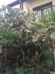 Welcome to the famous dave's garden website. Pretty Sure This Is Kalanchoe Beharensis Commonly Known As Elephant S Ear Kalanchoe Felt Bush Or Feltbush Landscaping Plants Plants Succulents