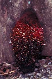 Image result for Sarcophyte