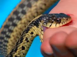 Arti mimpi digigit ular ini merupakan mimpi yang sering terjadi dan kerap membawa ketakutan. Mantap Mimpi Ular Putih Masuk Rumah