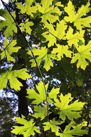 We did not find results for: Native Trees Of The Pacific Northwest A Geographic Guide