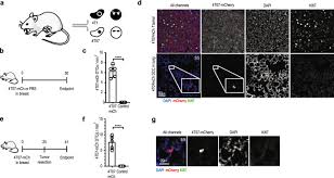 Breast cancer awareness conceptual tree with pink ribbons. Cd39 Pd 1 Cd8 T Cells Mediate Metastatic Dormancy In Breast Cancer Nature Communications