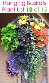 These are the best to use. 15 Beautiful Flower Hanging Baskets Best Plant Lists A Piece Of Rainbow