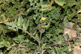 Image result for Sonchus schweinfurthii