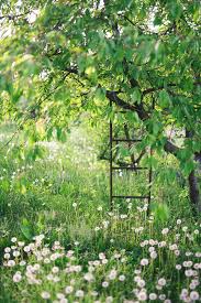 Verwilderter Garten Mit Gras Pusteblumen Und Obstbaum Mit Leiter In 2020 Garten Garten Neu Gestalten Garten Gestalten