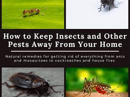 Prevention of insect infestations is the first step. Home Remedies To Keep Cockroaches Lizards Ants Mosquitoes Bed Bugs And Flies Out Of Your House Dengarden