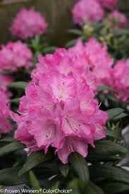 Dandy Man Pink Rhododendron X Flower Close Up Garden Shrubs Rhododendron
