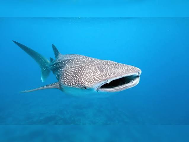 Gujarat coast breeding hotspot of whale sharks, reveals study | व्हेल शार्क का प्रजनन क्षेत्र है गुजरात तट: अध्ययन | Hindi News, देश