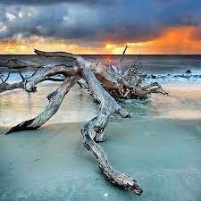 Driftwood Sea Salt Scenery Nature Photography Jekyll Island