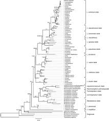 Image result for Lepisorus schraderi