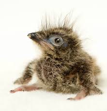Baby Bird With Large Beak 20120503 Red Legged Seriema Baby 01 Zooborns Animals Cute Baby Animals