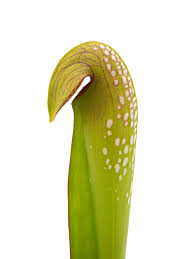 We did not find results for: S Minor North Of Charlston South Carolina Minor Sarracenia Schlauchpflanze Shop Green Jaws