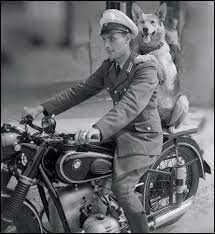 Bmw Motorcycle Cerca Su Twitter Bmw Vintage Military Working Dogs Bmw Motorcycle