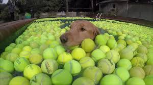 35 341 просмотр 35 тыс. Tennis Balls For Everything Dan S Dog Walking And Pet Sitting