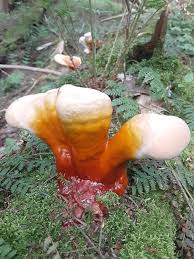 Image result for Ganoderma tsugae
