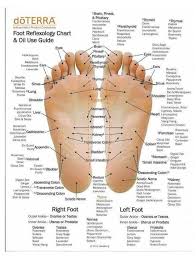 Free Foot Reflexology Charts 35 Free Printables Word Pdf