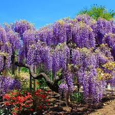 Plant in spring or early fall to give plants the best start. Blue Chinese Wisteria Tree Plantingtree