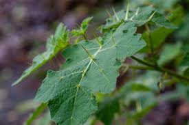 Image result for Solanum aculeatissimum