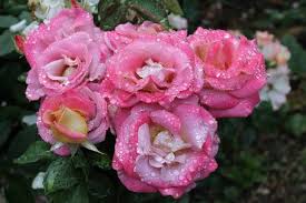 Jun 28, 2021 · michel drucker. Troyanda Michel Drucker Bernard Panozzo Franciya 2006 Rose Flowers Plants