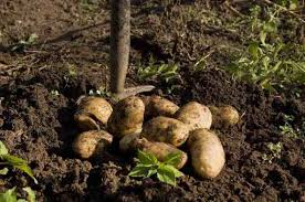 1/2t each of garlic, onion, chili and/or cayenne pepper. How Can I Increase My Potato Yield Gardening Channel