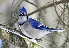 Gray Birds That Look Like Blue Jays Cyanocitta Cristata The Blue Jay Blue Jay Winter Photograph Native American Wolf