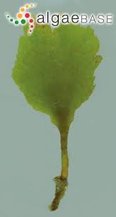 Image result for Flabellaria