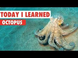 Did You Know That The Plural Of Octopus Is Actually Octopuses And Not Octopi I Know My Mind Is Blown Learn All About Octopuses From Learning Octopus Fish