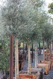 Los angeles county specimen, shade tree, street tree, buffer strip or screen. Plant Catalog