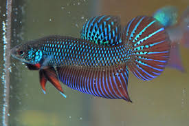 ปลากัดเขียว or the easiest way to differentiate between normal betta smaragdina and betta smaragdina guitars? Betta Smaragdina Betta Betta Fish Beautiful Fish