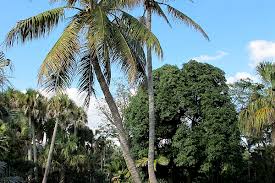 Image result for Cocos nucifera