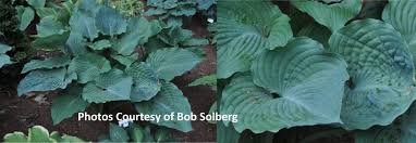 Thick green leaves, a good grower. Hosta Catalogue Giboshi Hill Hostas
