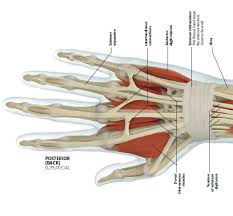 Both tendons and ligaments are dense regular connective tissue, because of its two properties: Posterior View Of Tendons In The Hand And Wrist Souce Roberts A 2014 Human Anatomy The Definitive Visual Wrist Anatomy Hand Wrist Musculoskeletal System