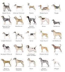 Akc Dog Breed List Dog Breeds