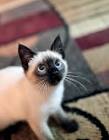 65 Best cute Siamese kittens images | Siamese kittens ...