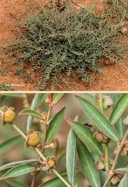 Image result for Phyllanthus maderaspatensis