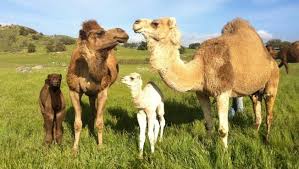 Oasis camel dairy, ramona picture: Oasis Camel Dairy The Learning Choice Academy