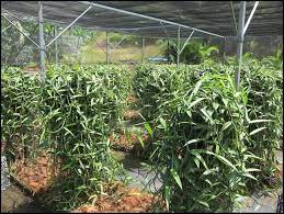 Orchid Central Sri Lanka Ocsl Publicacoes Facebook