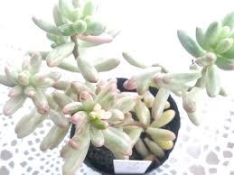 オーロラの挿し木 挿し芽に挑戦 多肉植物を増やす Sasaboの在宅ブログ