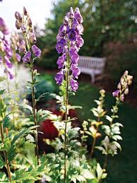 Maybe you would like to learn more about one of these? Our 17 Favorite Perennials That Thrive In Shady Gardens Best Perennials For Shade Flowers Perennials Best Perennials